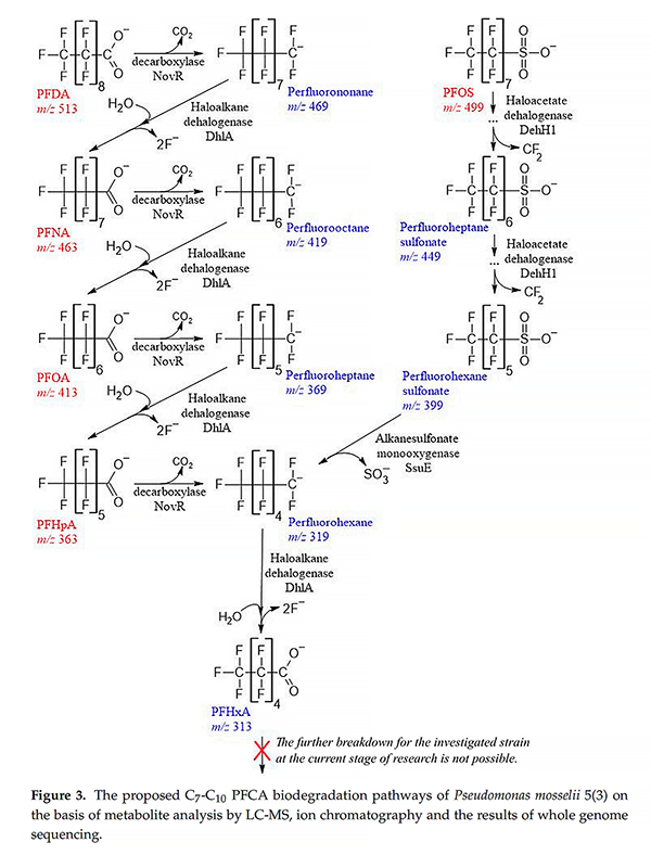 基于GenoLab M的全基因組測序揭示假單胞菌降解全氟羧酸的生物學機制